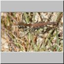 Myrmeleotettix maculatus - Gefleckte Keulenschrecke 09 Teverener Heide.jpg